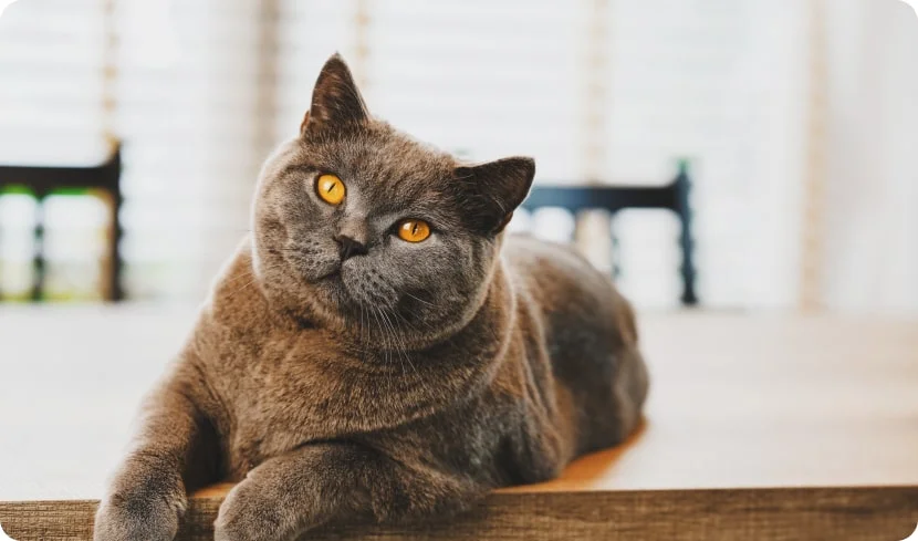 Самые ласковые породы кошек