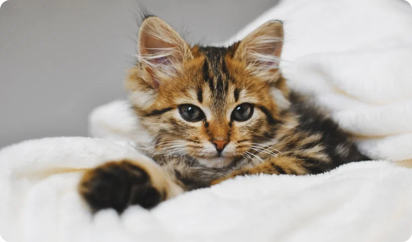 Что нужно для котенка в доме?