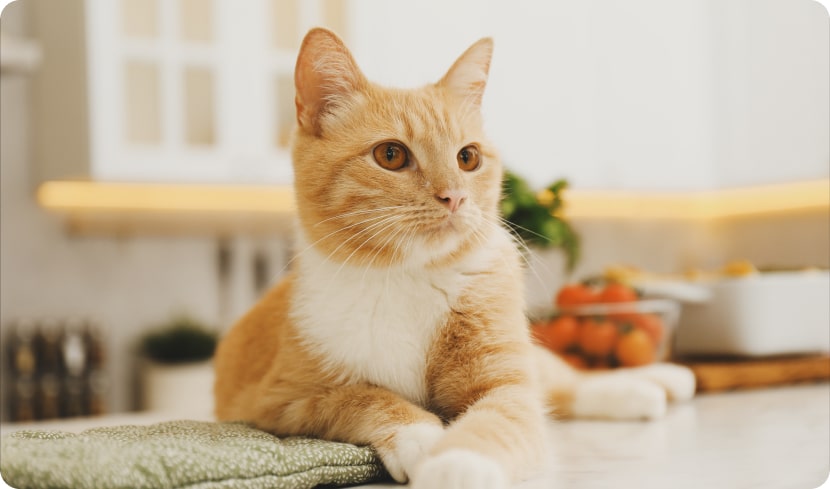 Можно ли кормить кошку едой со стола?