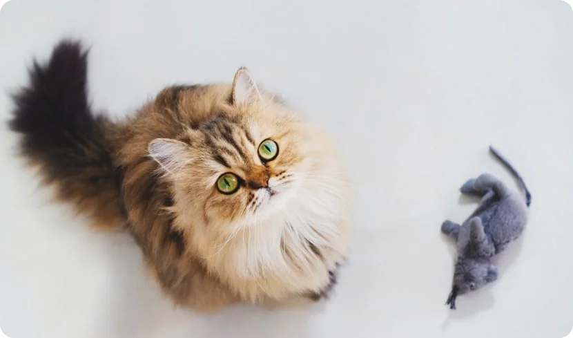 Почему кошка бодается головой?