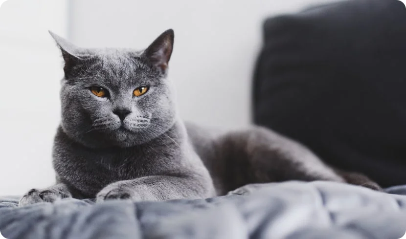 Кошка будит по утрам: как отучить?