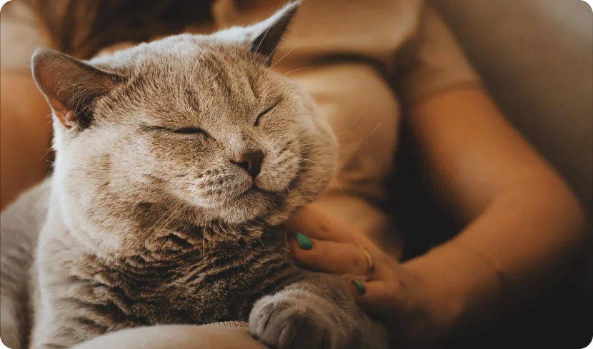 Почему кошка щурит один глаз?