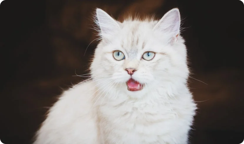 Почему кошка мяукает ночью?