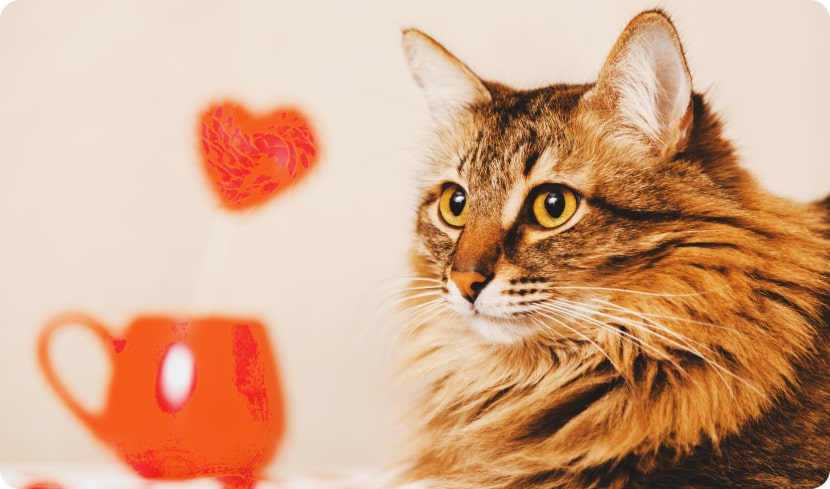 Можно ли кошкам сладости?