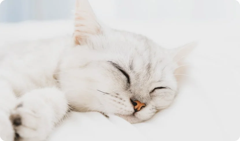 Что снится домашним кошкам?