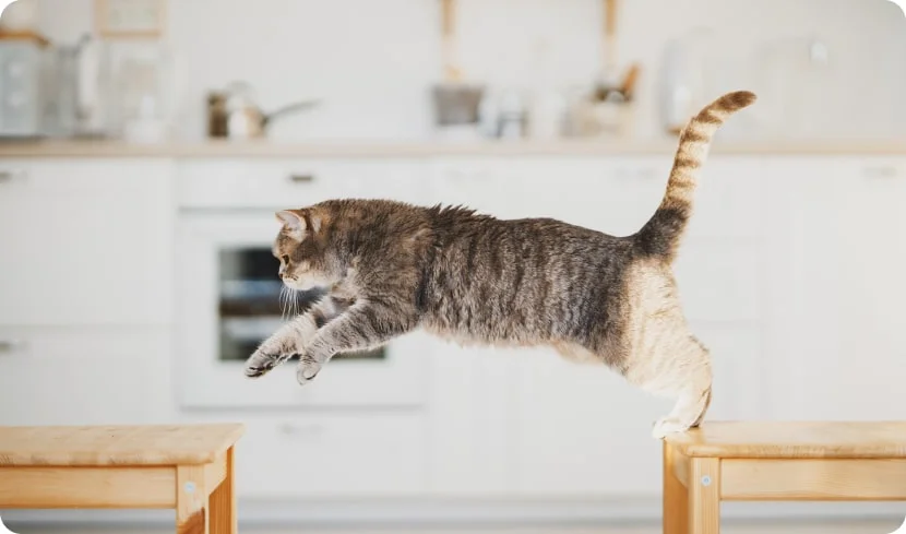 Как кошки приземляются на лапы?