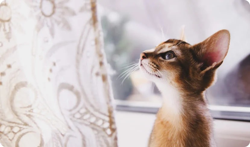 Что делать, если кошка любит играть со шторами?