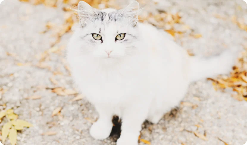 Что делать, если потерялась кошка?