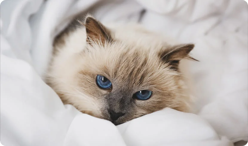 Почему глаза кошек светятся в темноте?