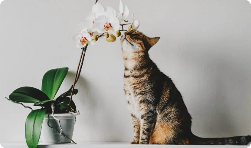 Запахи, которые отпугивают кошек: что стоит знать хозяевам?