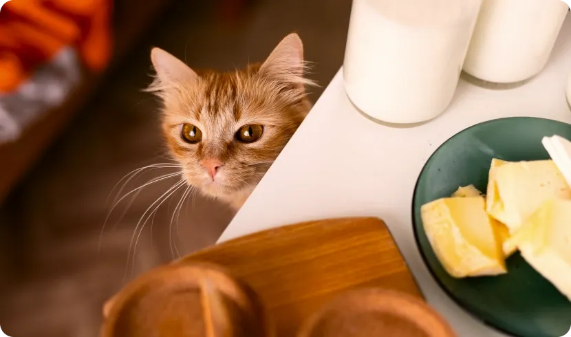 Можно ли угощать кошку сыром?