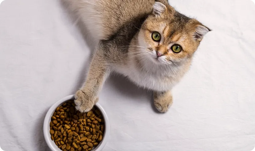 Можно ли кормить кошку сухим кормом?