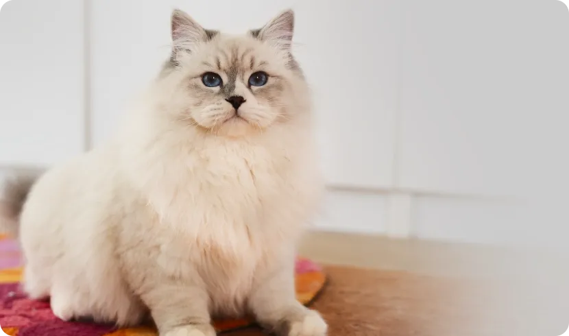 Как кормить кошку влажным кормом?