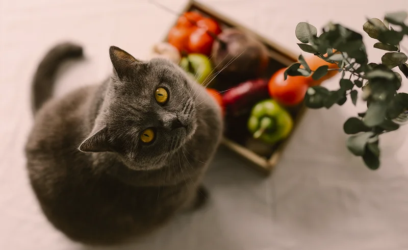 Можно ли кошкам свеклу?