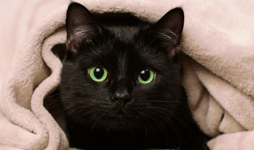 Мерзнут ли кошки зимой?