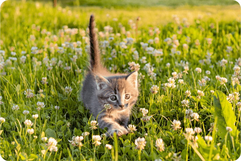 Можно ли гулять с кошкой на улице?