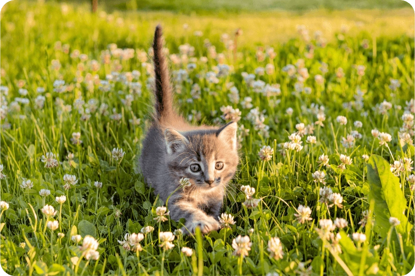 Можно ли гулять с кошкой на улице?