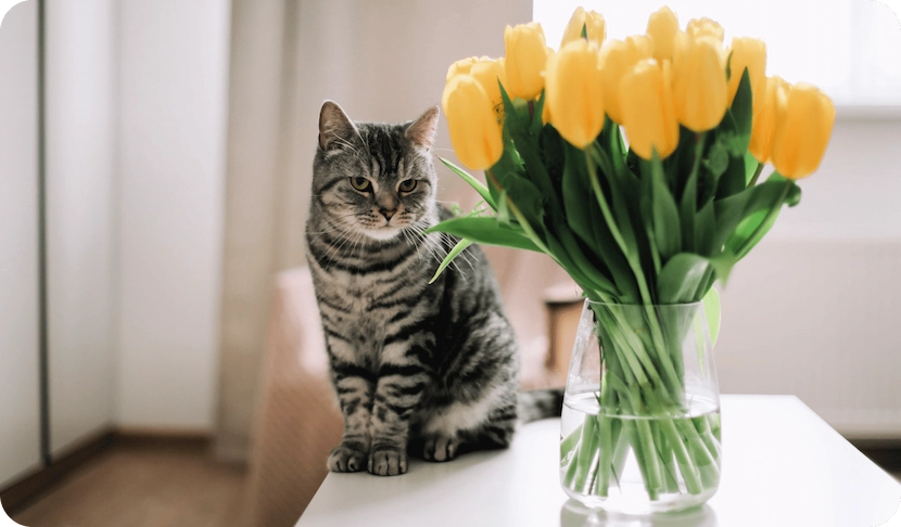 Как отучить кошку лазить по столам?