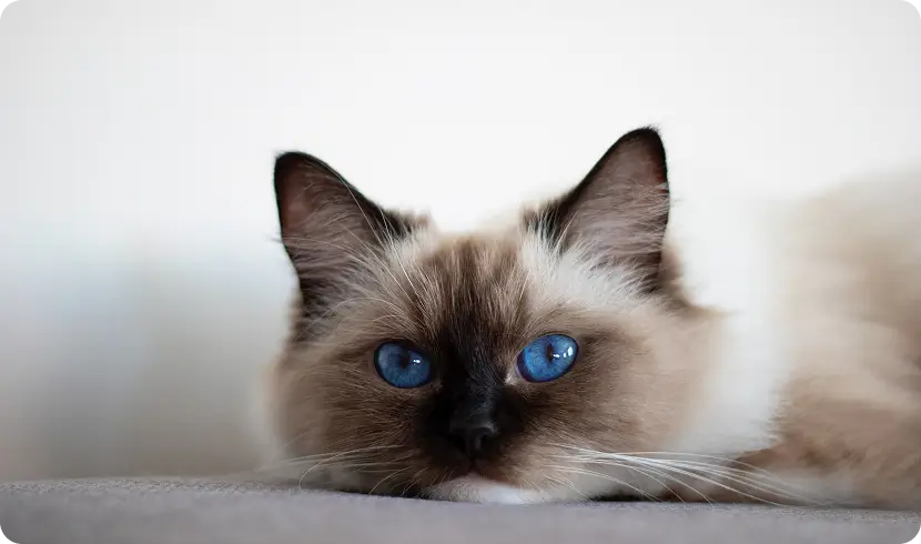 Слух у кошек