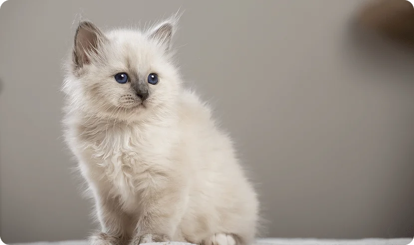 Как приучить котенка к новому дому?