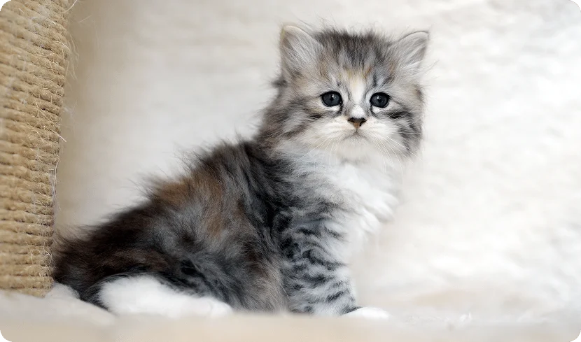 Как приручить котенка?