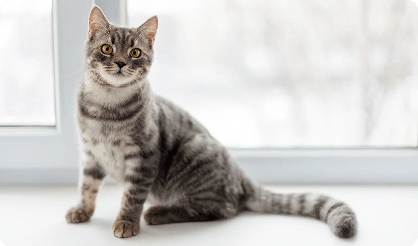 Какую кошку выбрать?