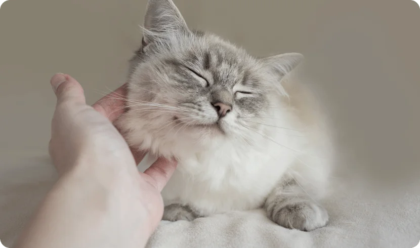 Правда ли, что кошки лечат людей?