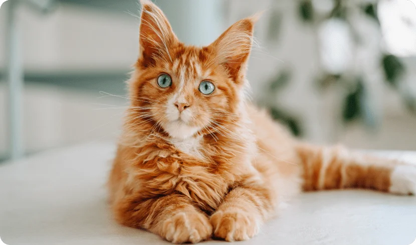Как дрессировать котенка?