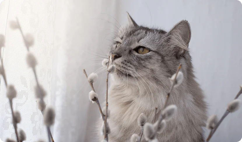 Какие запахи не нравятся кошкам?