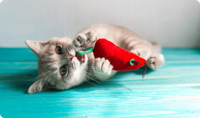 Игрушки для кошек своими руками