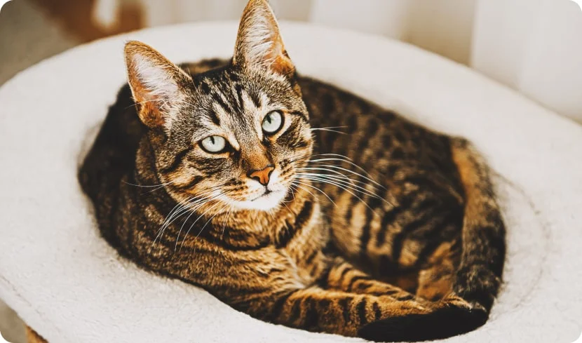 Полосатые породы кошек