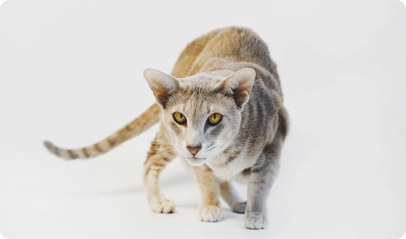 Самые умные породы кошек