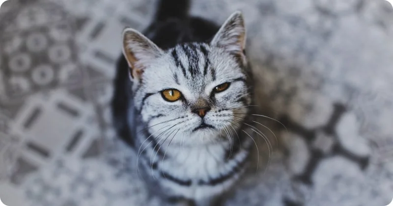 Тревожные симптомы, требующие внимания