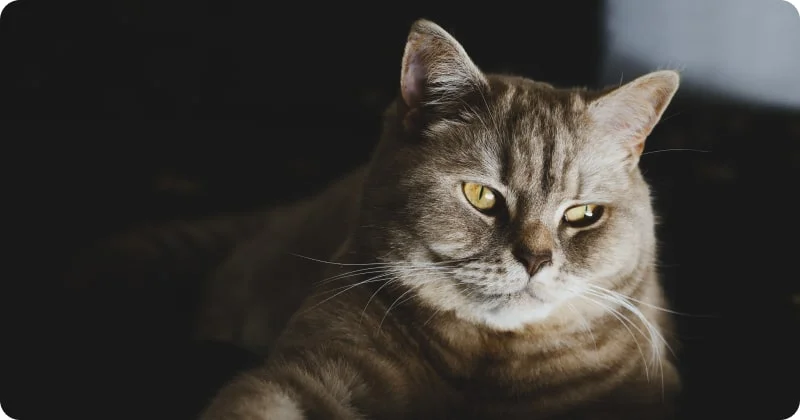 Состояние здоровья кошки