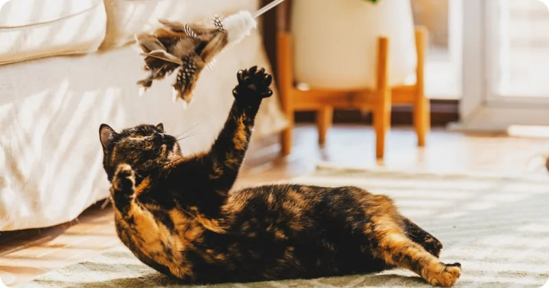 Советы по коррекции поведения