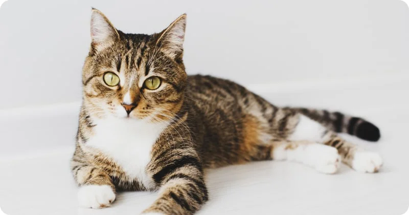 Последствия кормления со стола