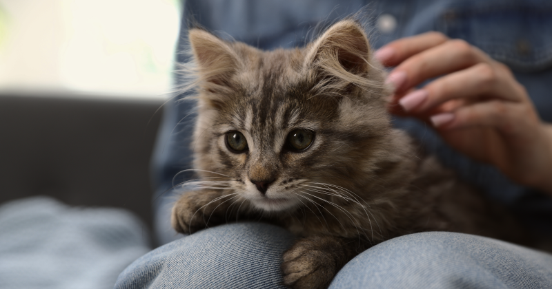 Социализация котенка