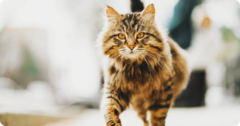 Поиск кошки