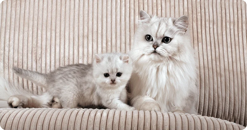 Охрана котят