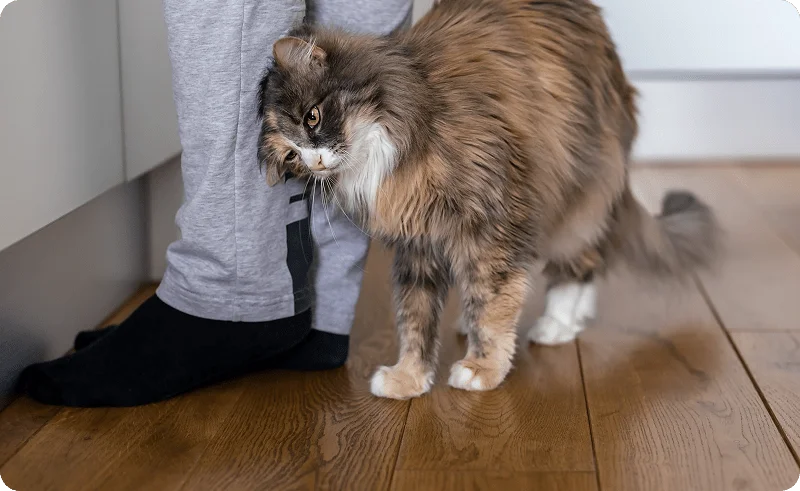 Кошка трется головой и бодается