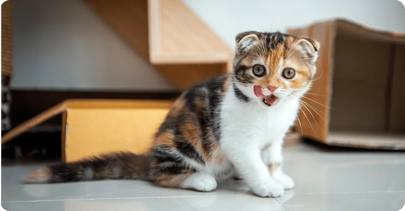 Приучение котенка к имени