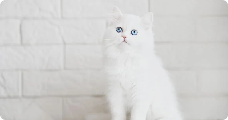 Зрение белых кошек