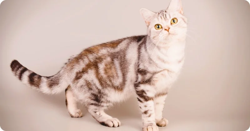 Американская короткошерстная