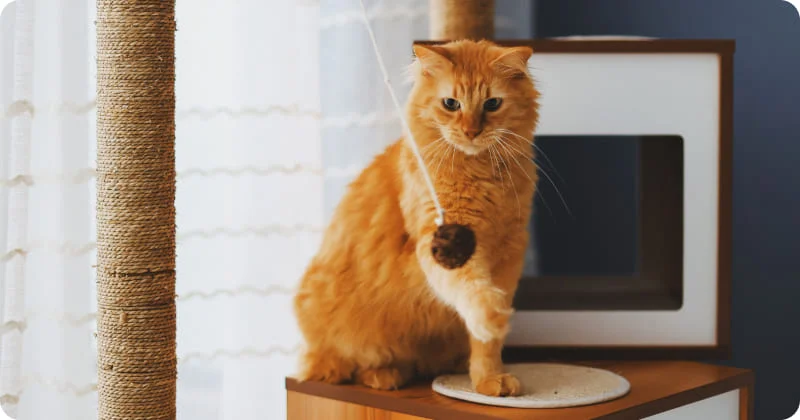 Активность кошки