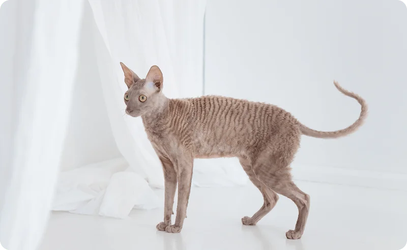 Уход за кошками с кудрявой шерстью