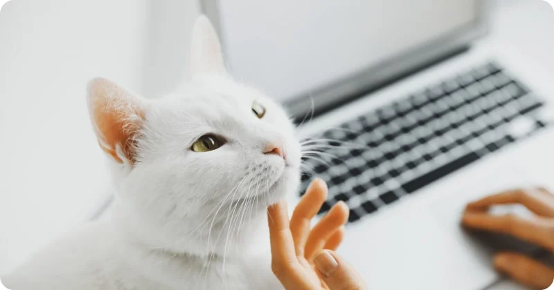 Общение кошки с человеком 