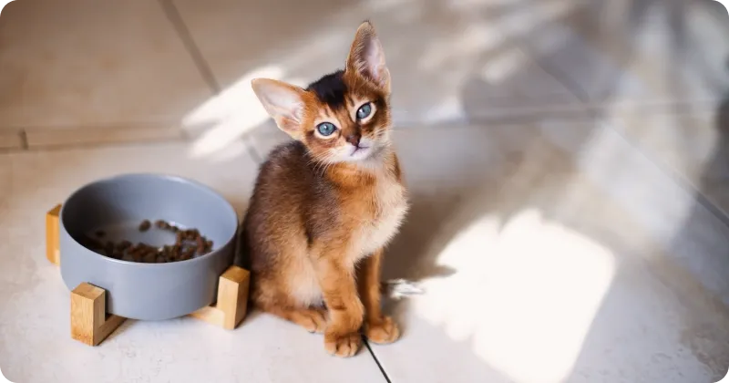 Приучение котенка к сухому корму