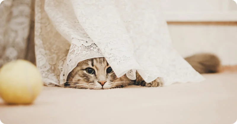 Привычка лазать по шторам