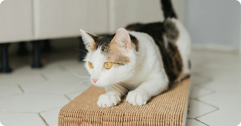 Какой материал любят царапать кошки?