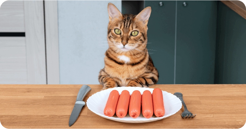 Можно ли кошке колбасы
